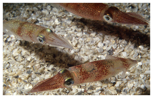 Click to enlarge Longfin inshore squid