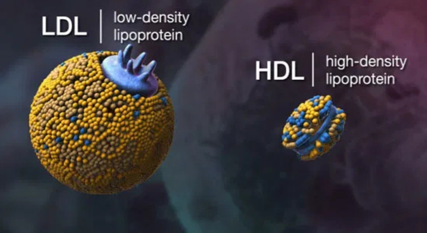 Click to enlarge LDL HDL cholesterol
