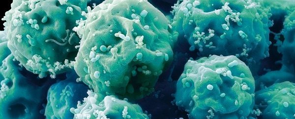 Click to enlarge Embryonic stem cells