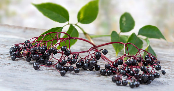 elderberry