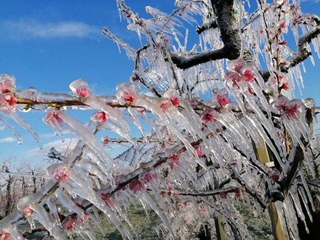 frost