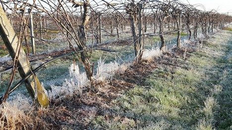 Click to enlarge frost