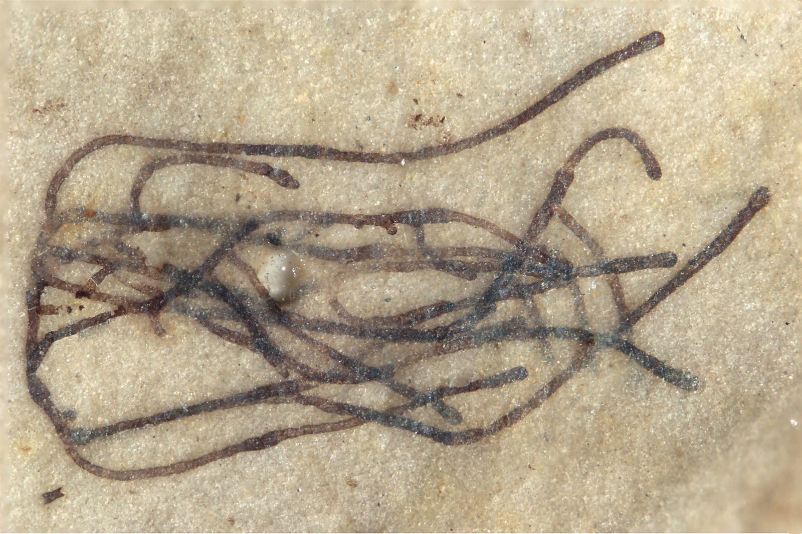 Click to enlarge algae fossil