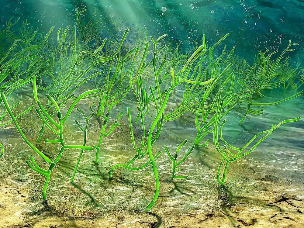 algae digital picture