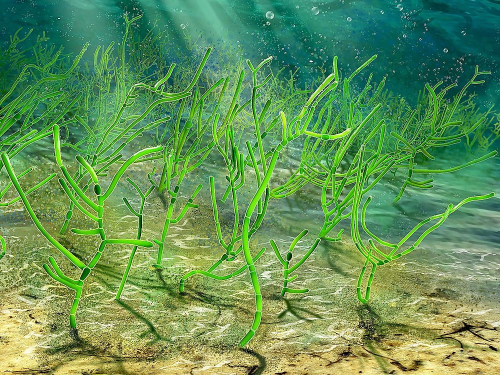 Click to enlarge algae digital picture