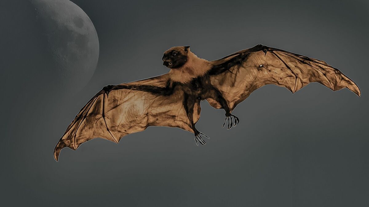 Click to enlarge Bat at night