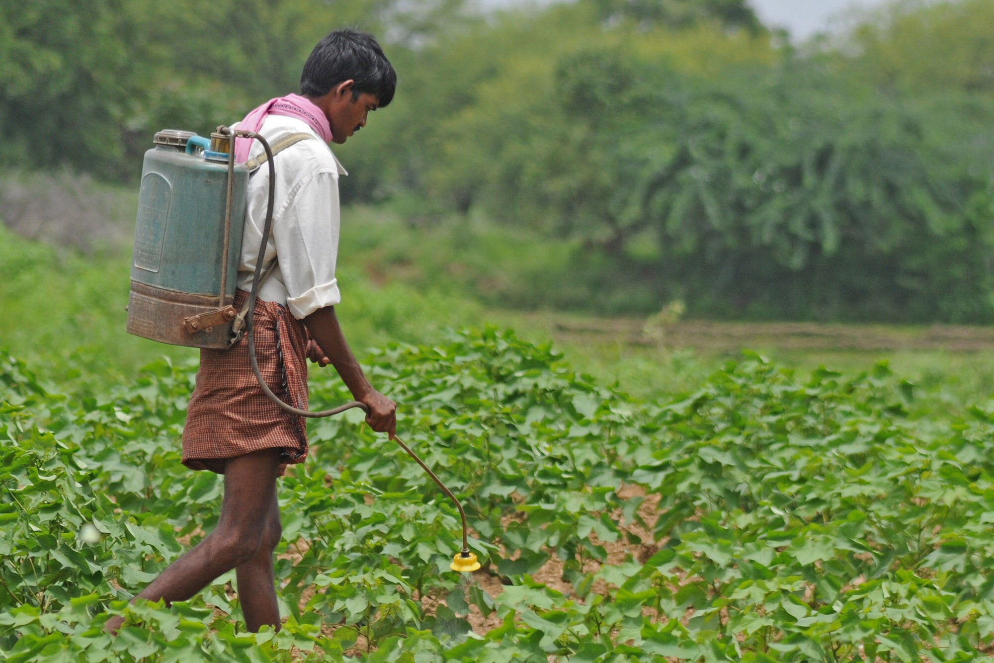 Click to enlarge indian farmer pesticide