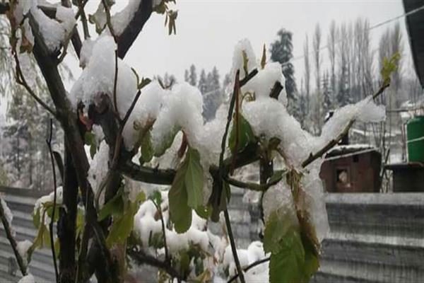 snow damage