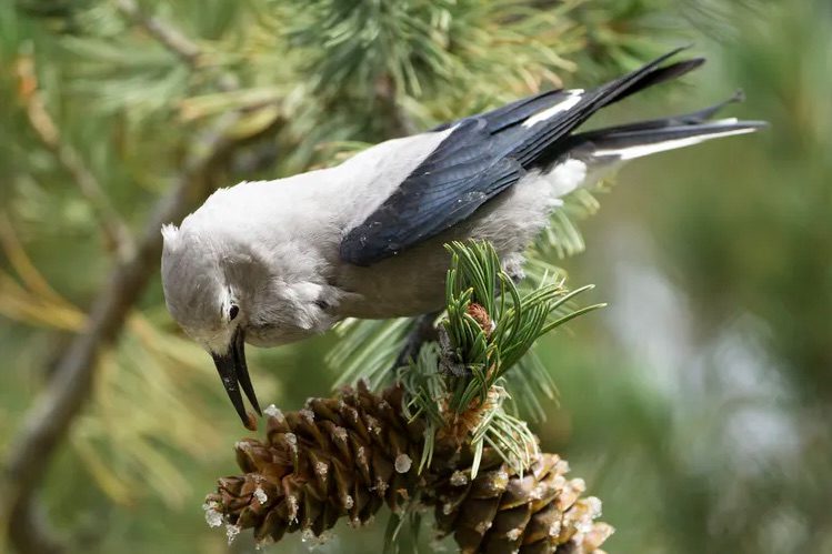 Click to enlarge Clark’s nutcracker