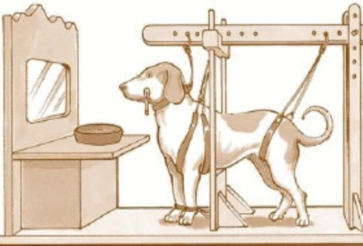 Click to enlarge Pavlov Dog