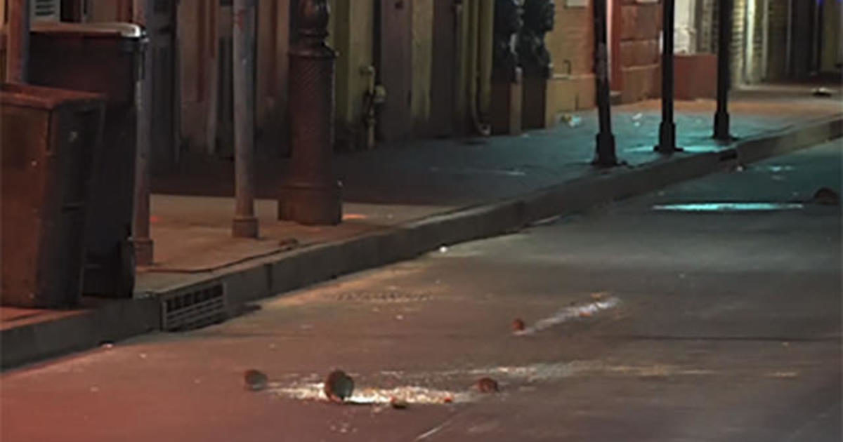 Click to enlarge rats new orleans covid shut-down