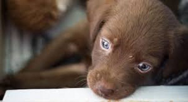 Shelter puppy