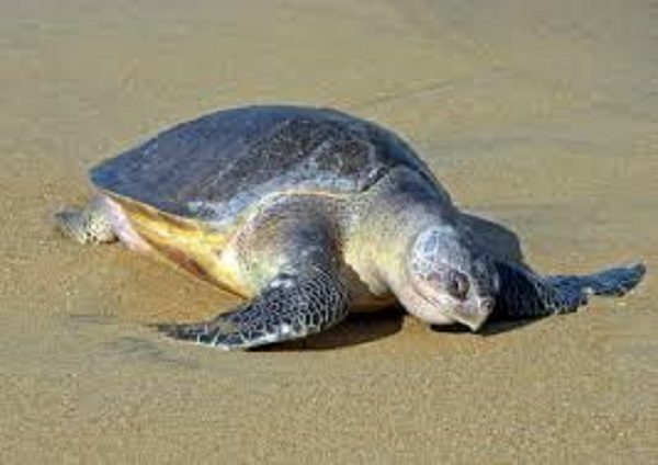 Olive Ridley sea turtles
