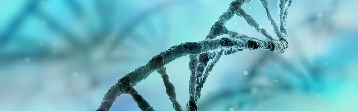 human dna