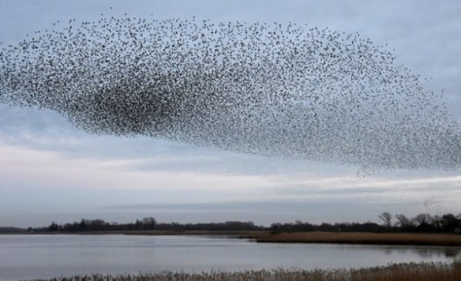 Click to enlarge starlings