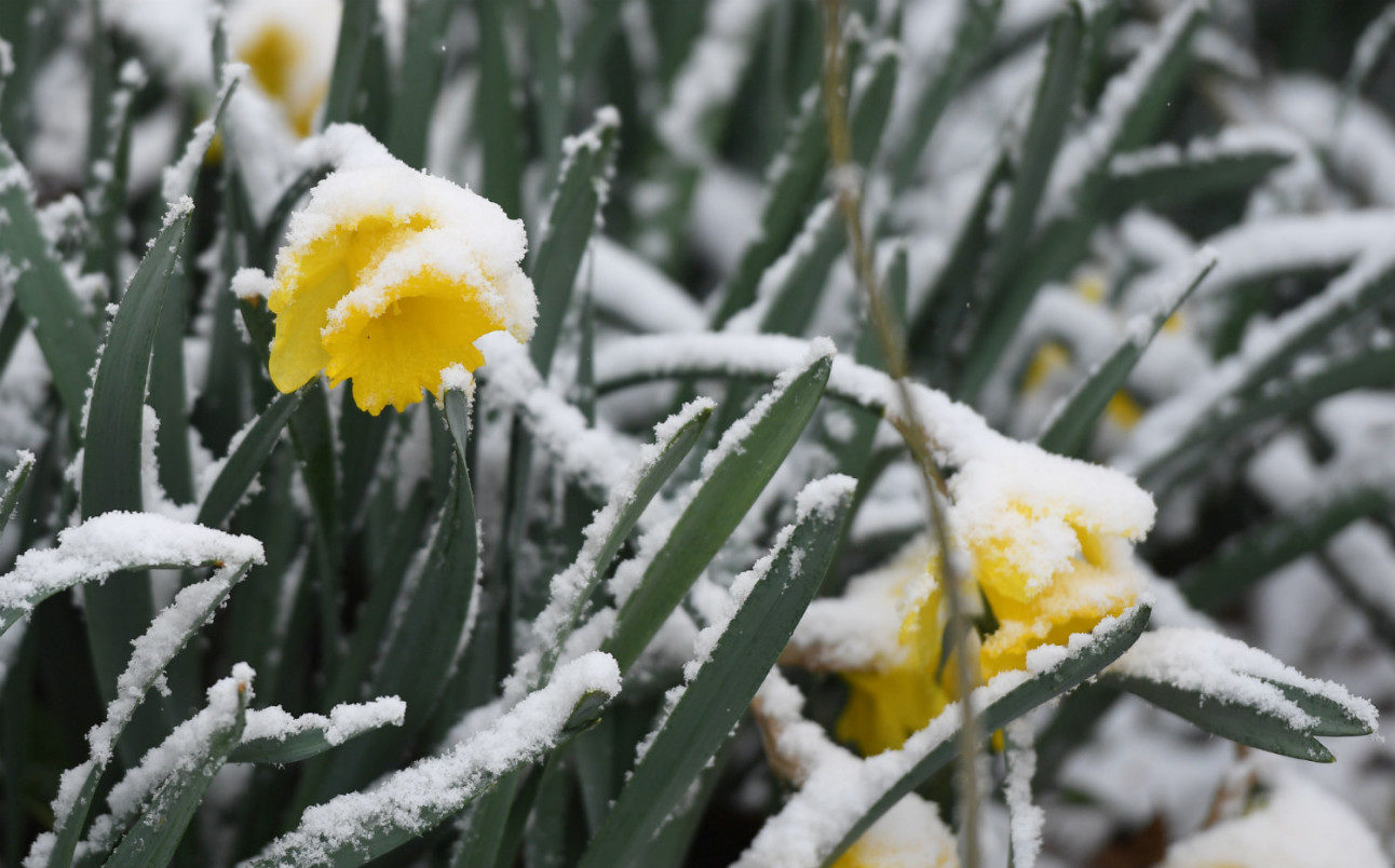 Click to enlarge Daffodils coated with snowfall in Garmisch-Partenkirchen, Bavaria.