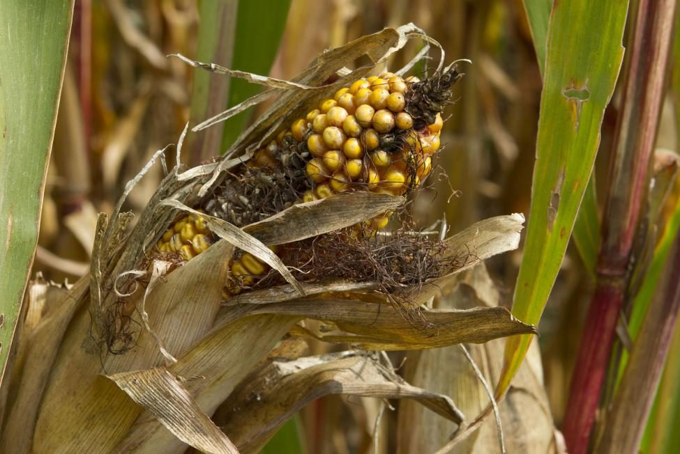 corn drought