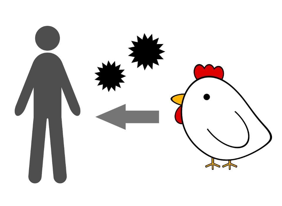 bird flu