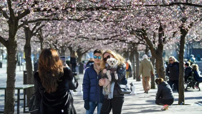 sweden cherry blossom covid-19