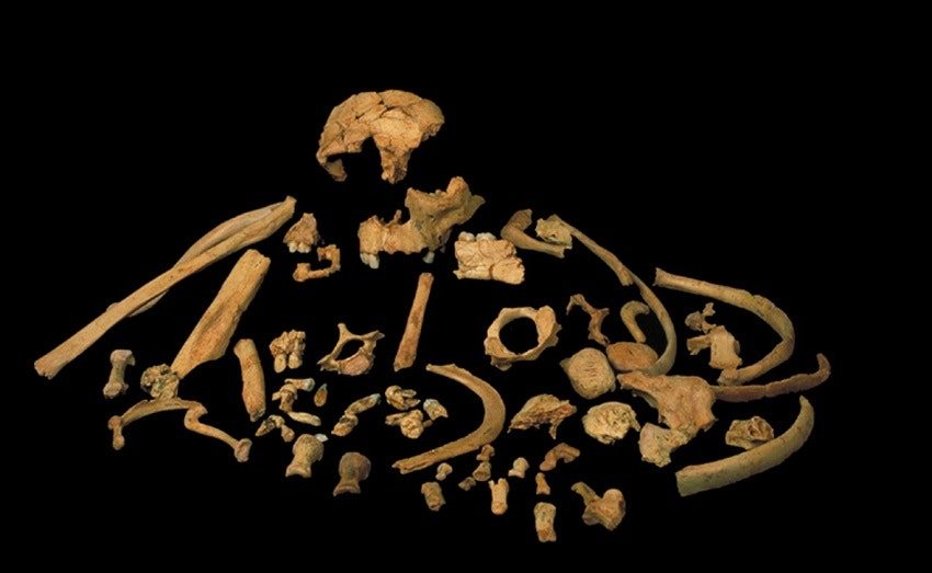 Homo antecessor