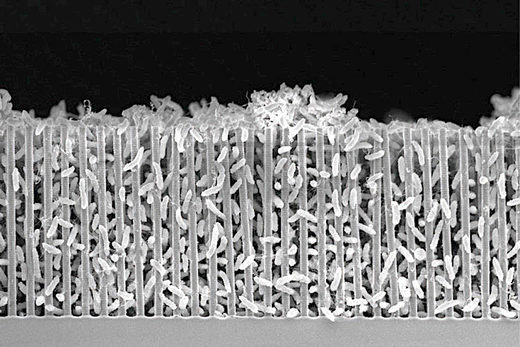 bacteria around nanowires