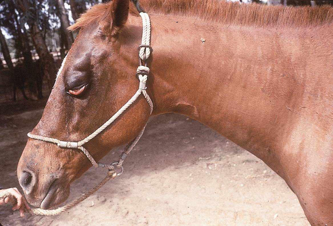 African Horse Sickness