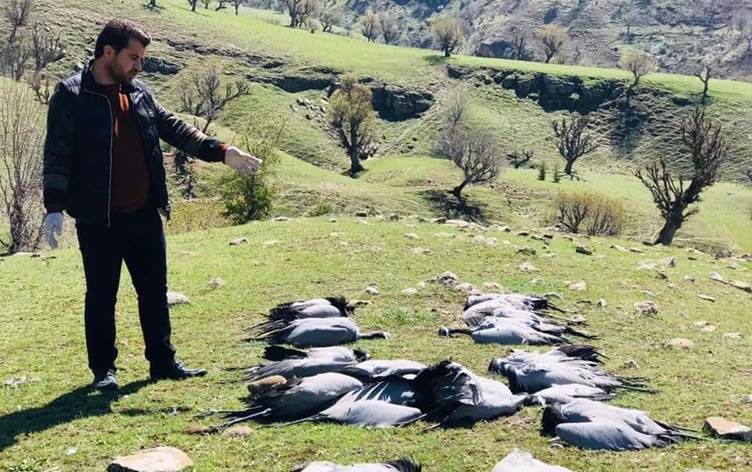 More than 150 wild birds die in lightning strike