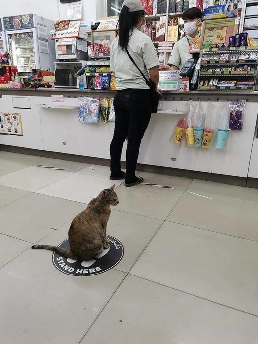 Click to enlarge Stand here cat