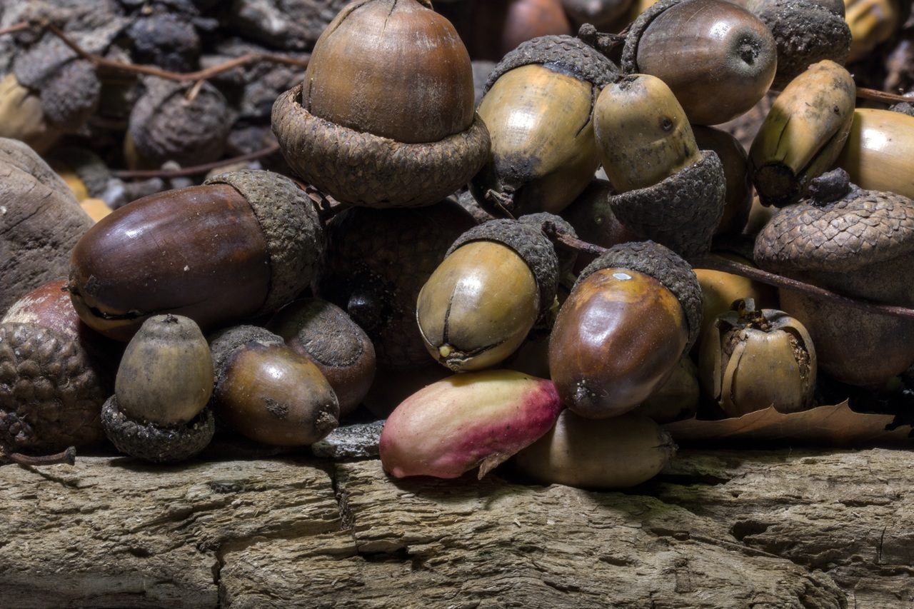 Click to enlarge acorn