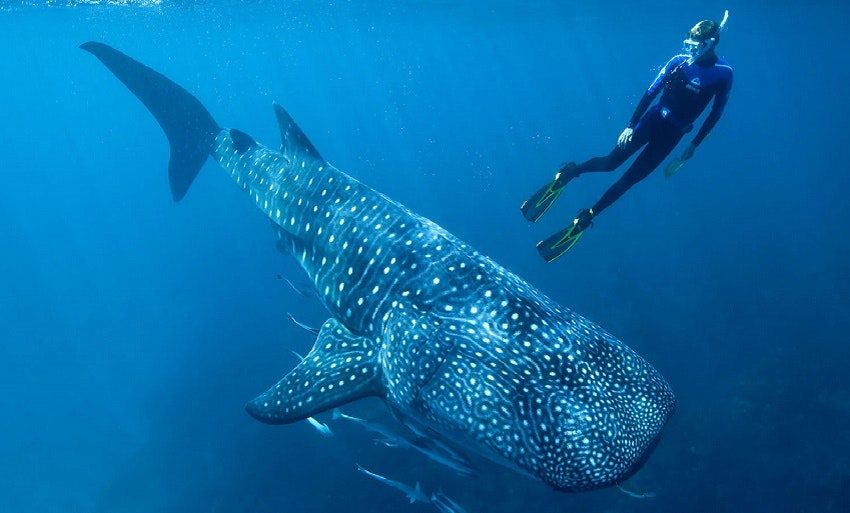 Whale Shark
