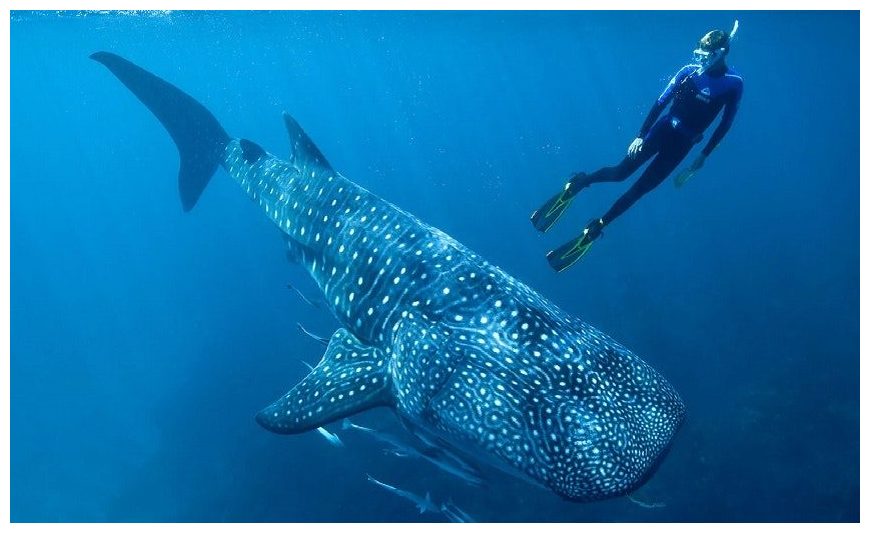 jelly cat whale shark