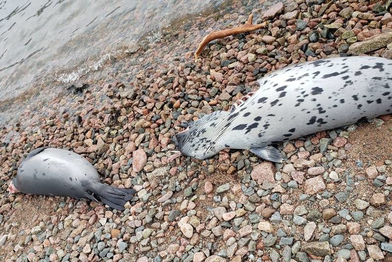 Some of the more than 20 dead seals discovered