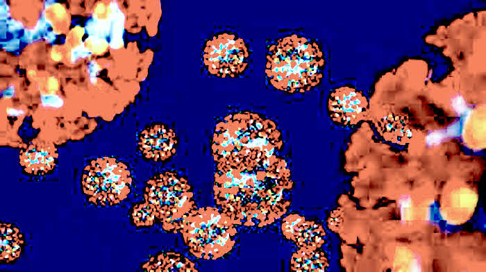 Coronavirus