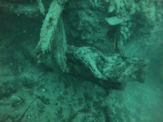 underwater forest