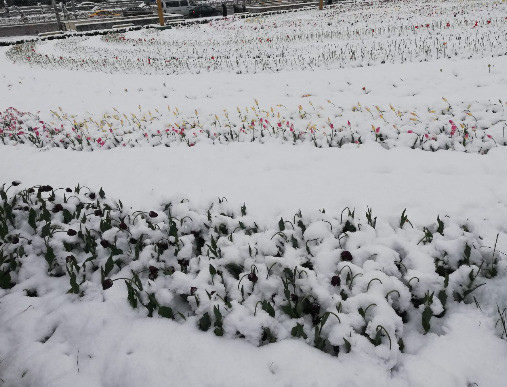 Click to enlarge snow