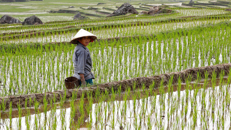 rice field