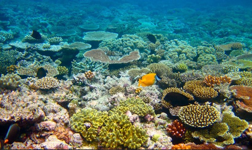 corals and algae