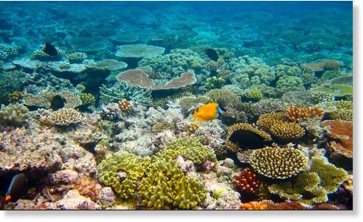 corals and algae