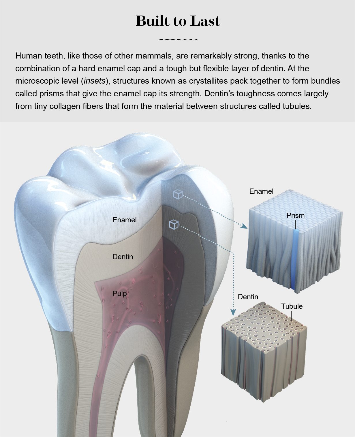 tooth teeth