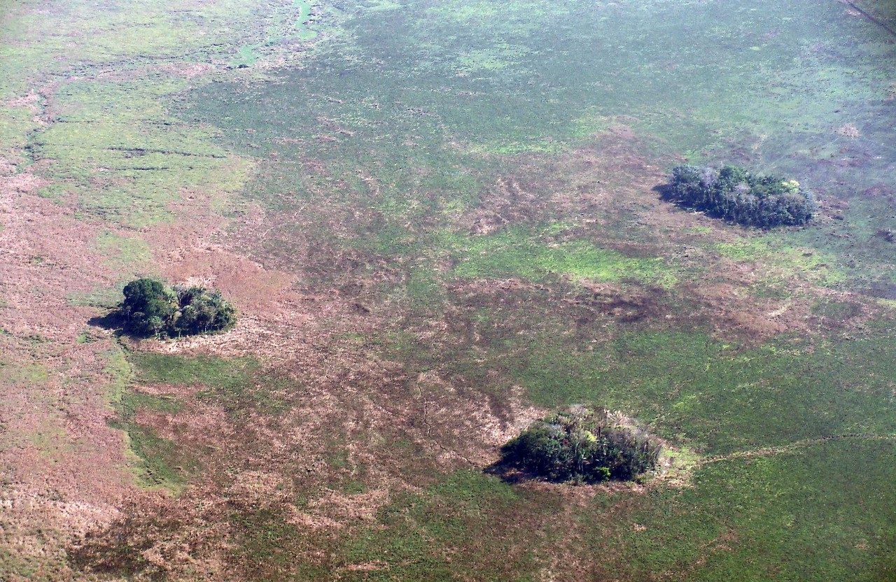 Forest Islands Amazon