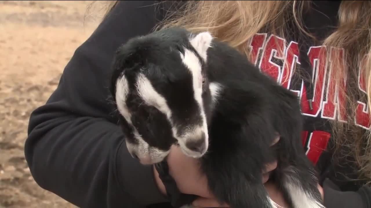 The goat was born last Sunday, and is one of about 1,000 goats born on the farm this year. His name is 'Janus,' named after the ancient Roman god who also had two faces.