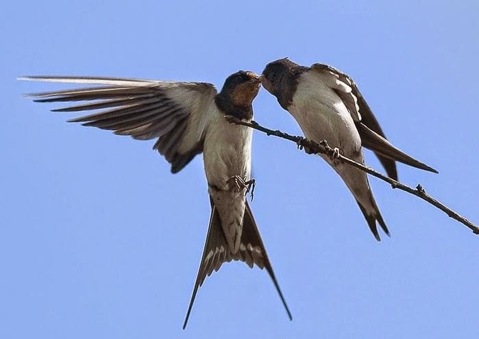 Click to enlarge Swallows