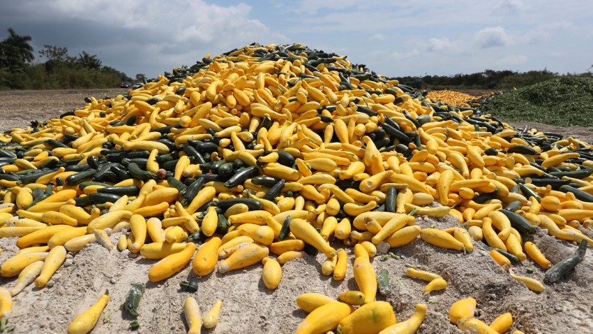 vegtables