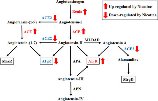 Click to enlarge ace2 nicotine