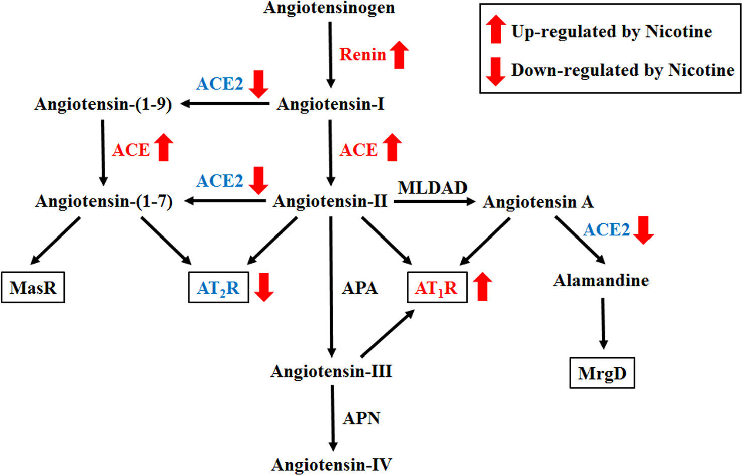 Click to enlarge ace2 nicotine