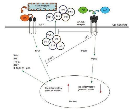Click to enlarge doi: 10.3748/wjg.v12.i46.7451