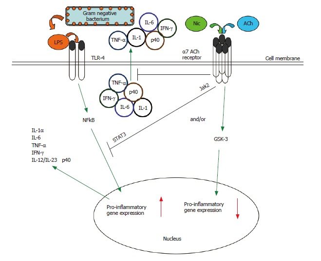 Click to enlarge doi: 10.3748/wjg.v12.i46.7451