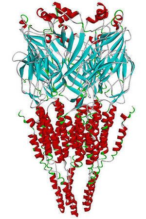 Click to enlarge α7 nicotinic receptor