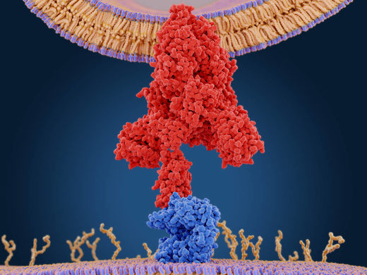COVID-19, ACE2, Nicotinic Receptors And The Cholinergic Anti-Inflammatory And Cognitive-Improving Pathway COVID-19, ACE2, Nicotinic Receptors And The Cholinergic Anti-Inflammatory And Cognitive-Improving Pathway