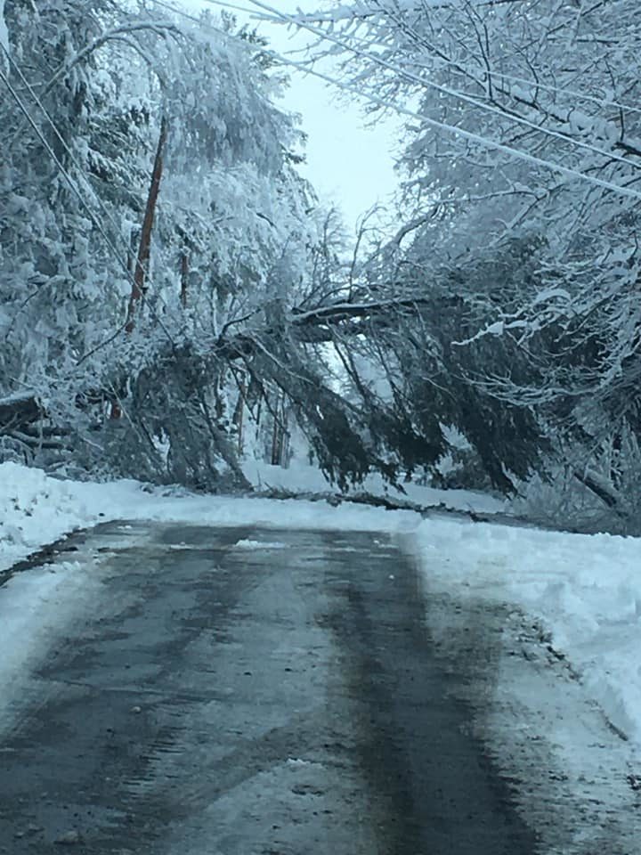 Heavy snow downed trees throughout central